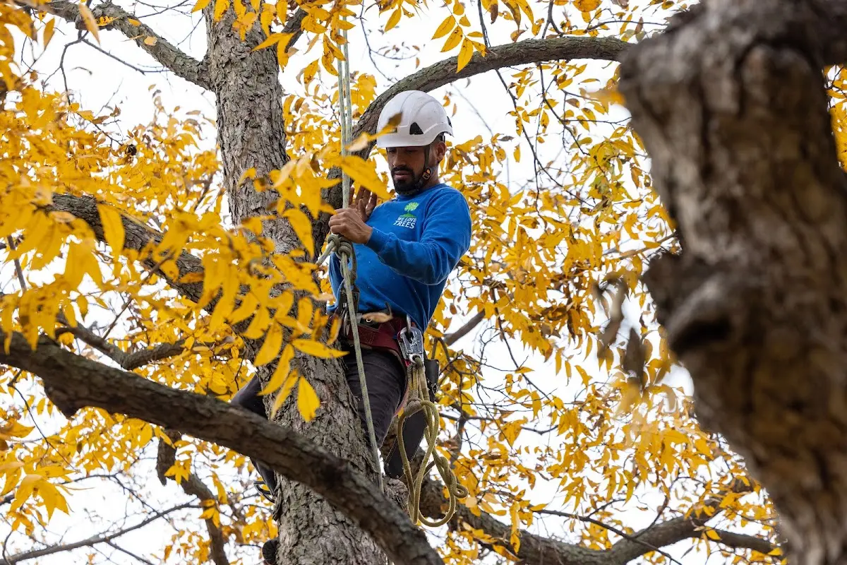 Skilled Tree Planing crew working in Center