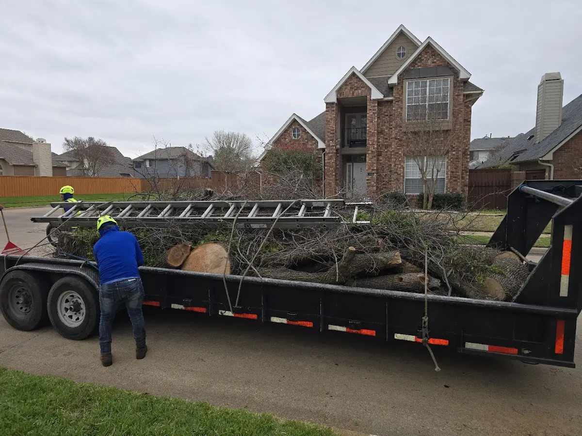 Expert Tree Pest Control with proper safety equipment in Center